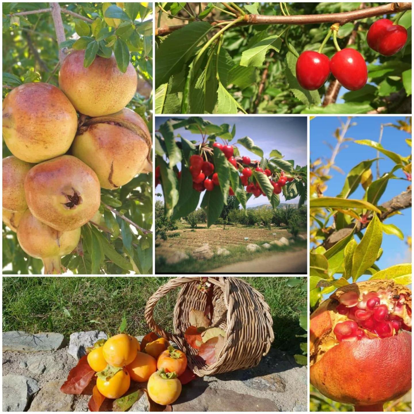 Agri Art Villa San Benedetto Ullano Buitenkant foto