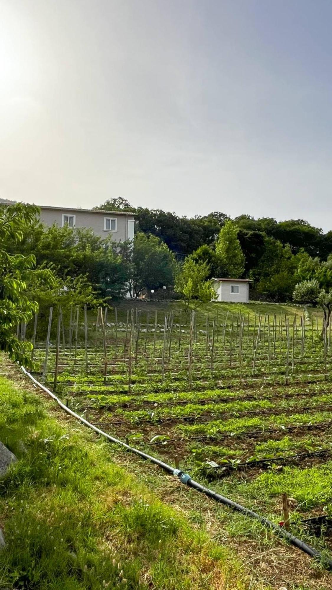 Agri Art Villa San Benedetto Ullano Buitenkant foto